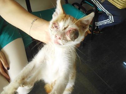 Chat jeune maroc